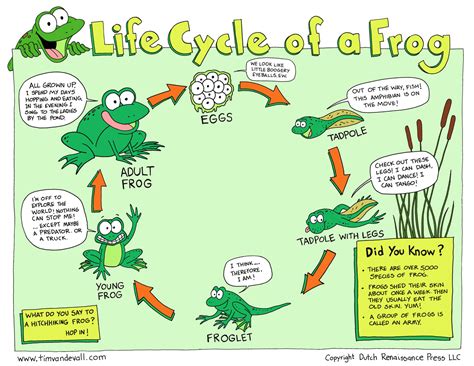 Life Cycle Of A Frog Printable